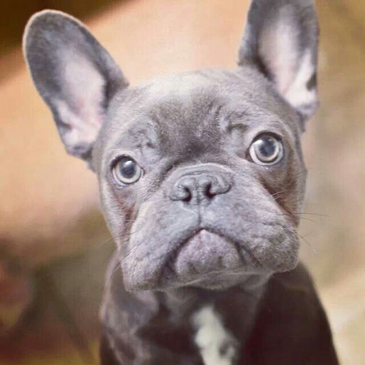 Let's get to know our French Bulldog