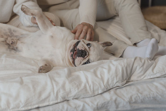 Understanding French Bulldog Temperament: Characteristics, Care &amp; Training