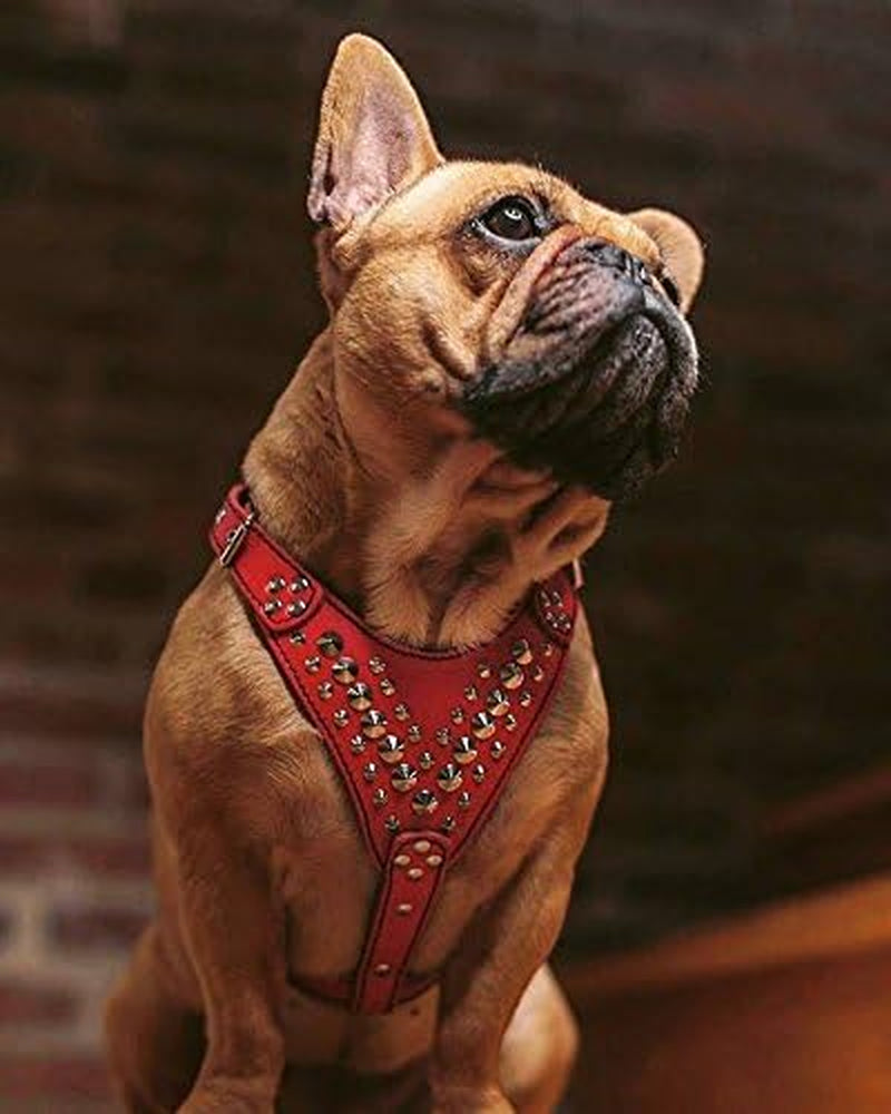 "Premium Handmade Studded Leather Harness for French Bulldogs - Crafted with 100% Genuine Leather in Europe"