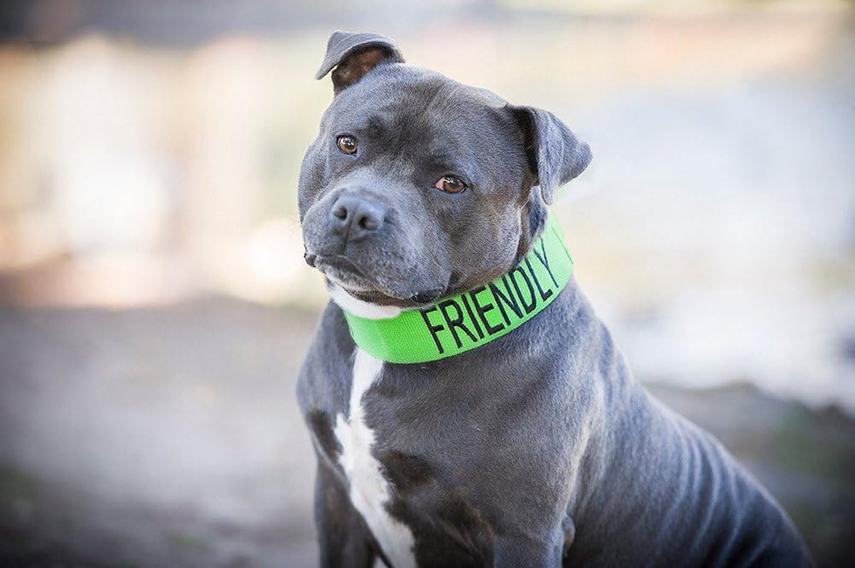 "Stay Safe with Friendly: Green Color Coded Dog Collar - Alert Others to Your Dog's Presence!"