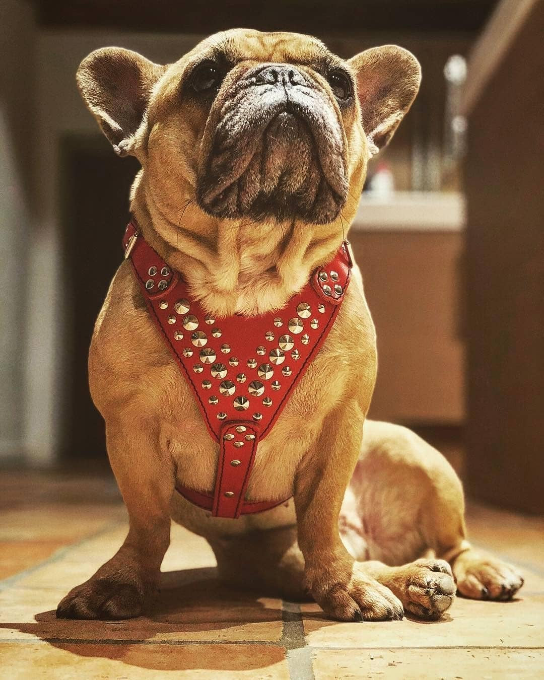 "Premium Handmade Studded Leather Harness for French Bulldogs - Crafted with 100% Genuine Leather in Europe"